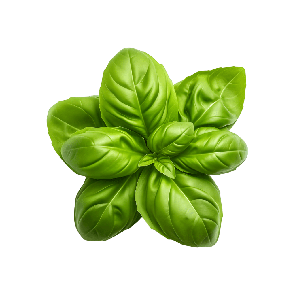 <h4><strong>ASHWAGANDA</strong></h4>