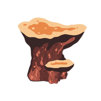 <h4><strong>CHAGA</strong></h4>
