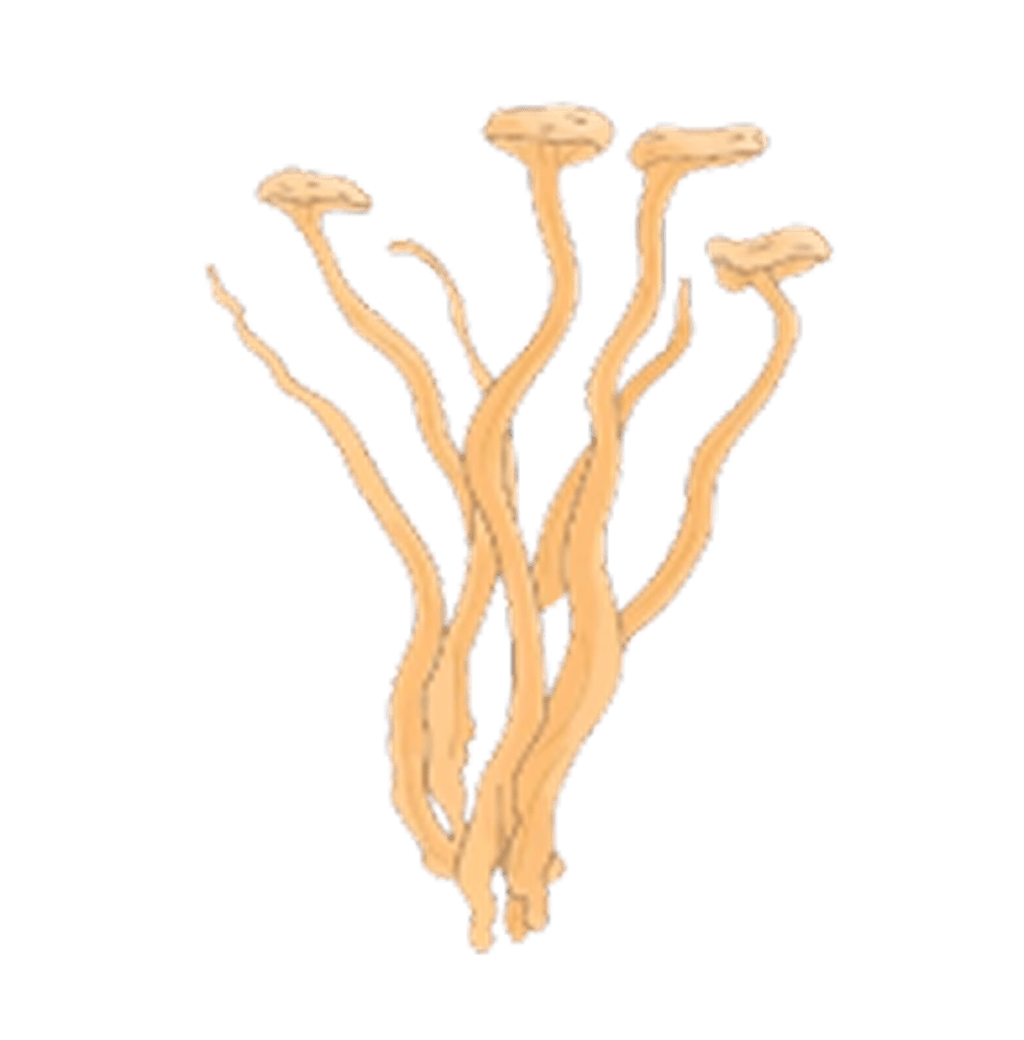 <h4><strong>CORDYCEPS</strong></h4>
