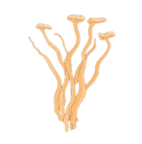<h4><strong>CORDYCEPS</strong></h4>