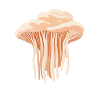 <h4><strong>LIONS MANE</strong></h4>