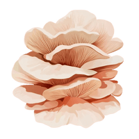 <h4><strong>MAITAKE</strong></h4>