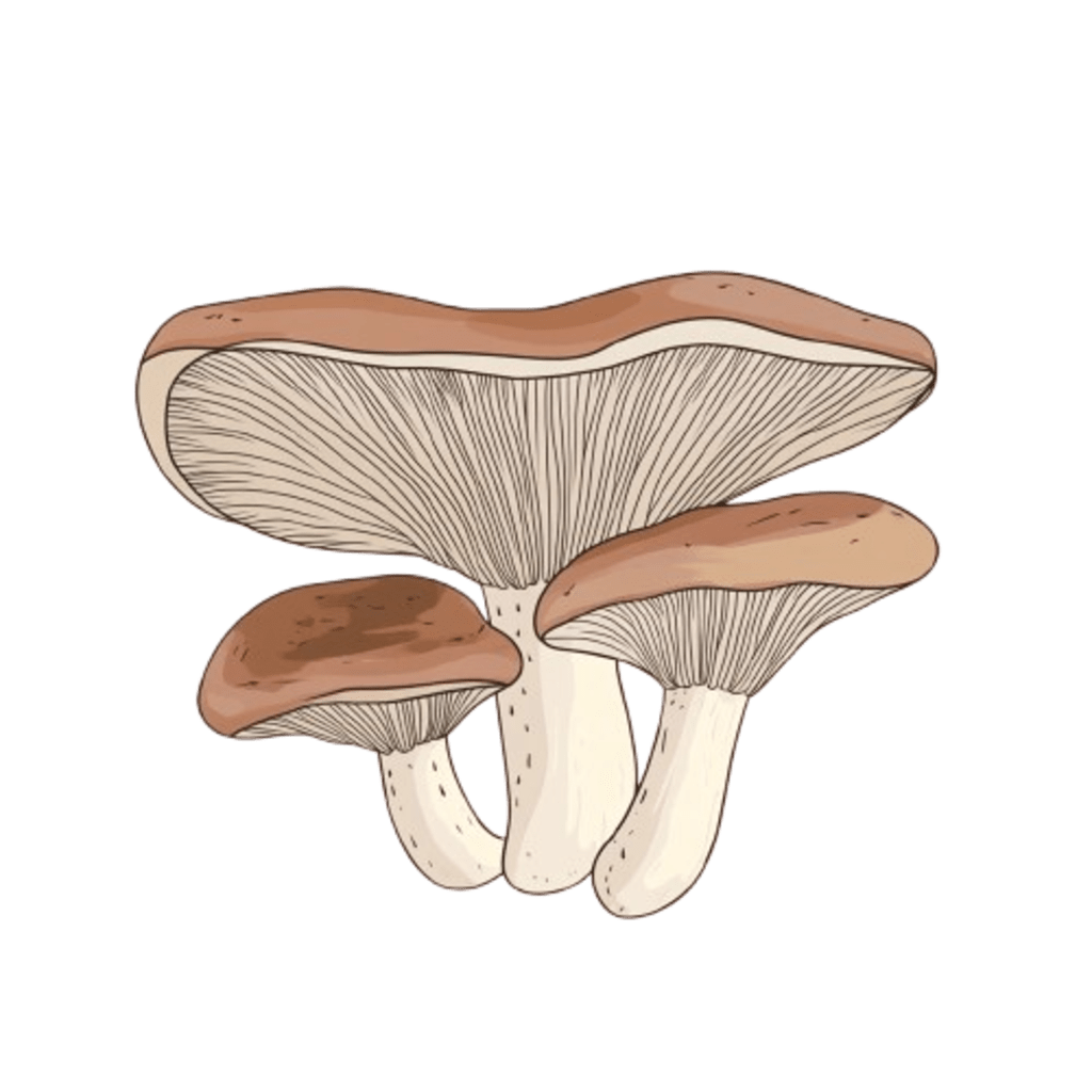 <h4><strong>REISHI</strong></h4>
