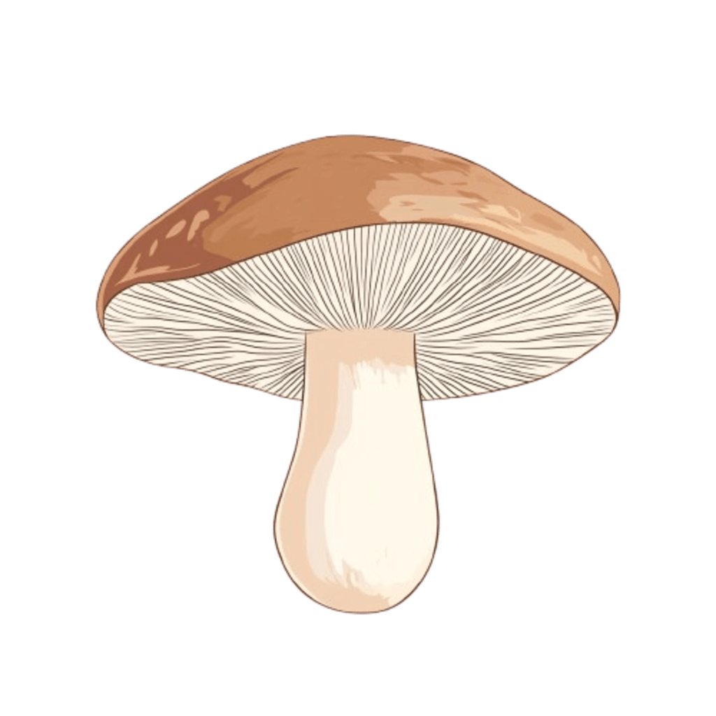 <h4><strong>SHITAKE</strong></h4>