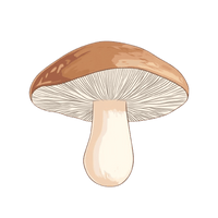 <h4><strong>SHITAKE</strong></h4>