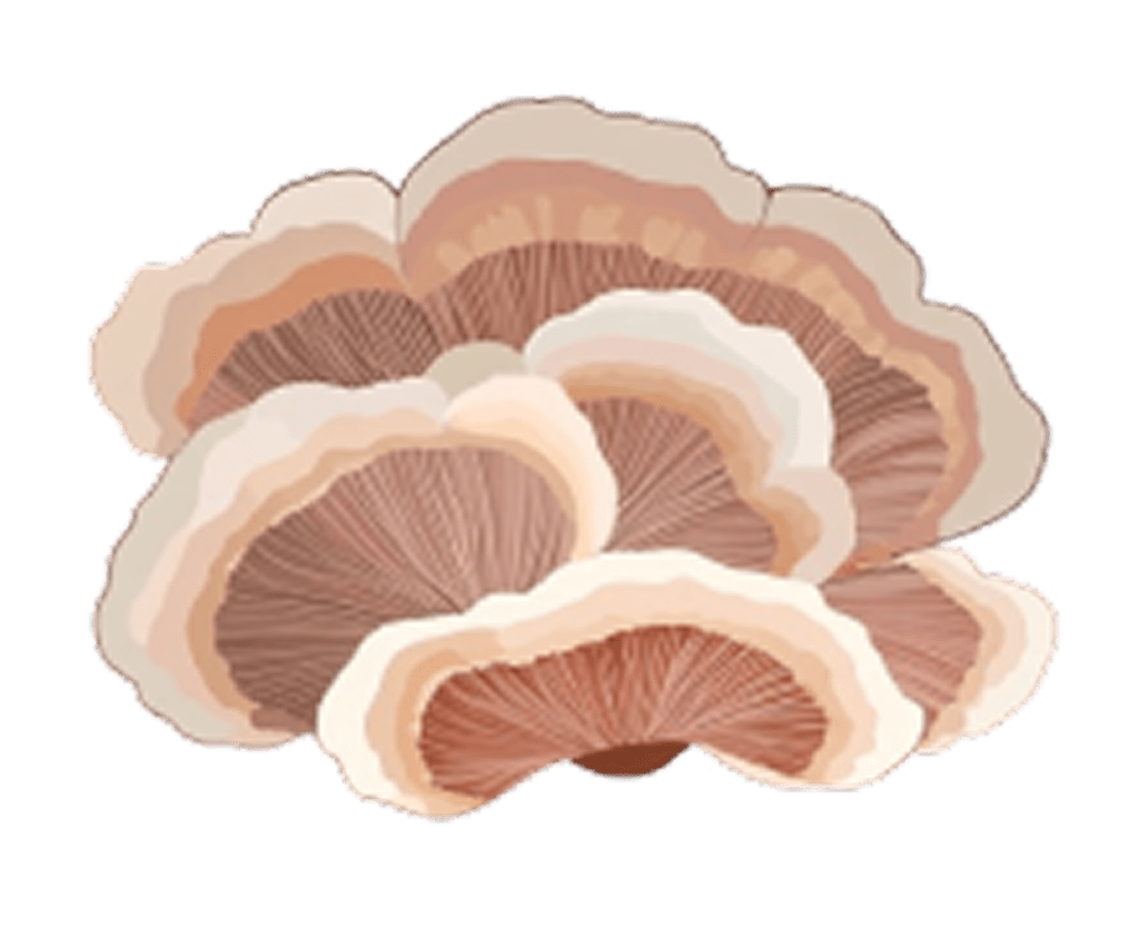 <h4><strong>TURKEY TAIL</strong></h4>