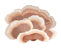 <h4><strong>TURKEY TAIL</strong></h4>